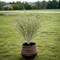 21-Inch Artificial Spiral Grass Bush - 12-Pack of Lifelike Greenery, Perfect for Home Decor, Office & Lobby Accents - All-Season Freshness, Floral Home by Artificial Flowers